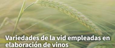 variedad de vid