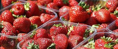 cultivo de fresas