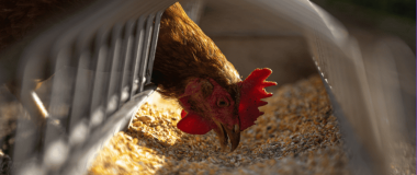 alimentación animal
