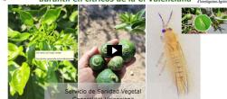 estrategias cítricos Valencia