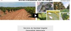 estrategias de plagas y enfermedades en caqui